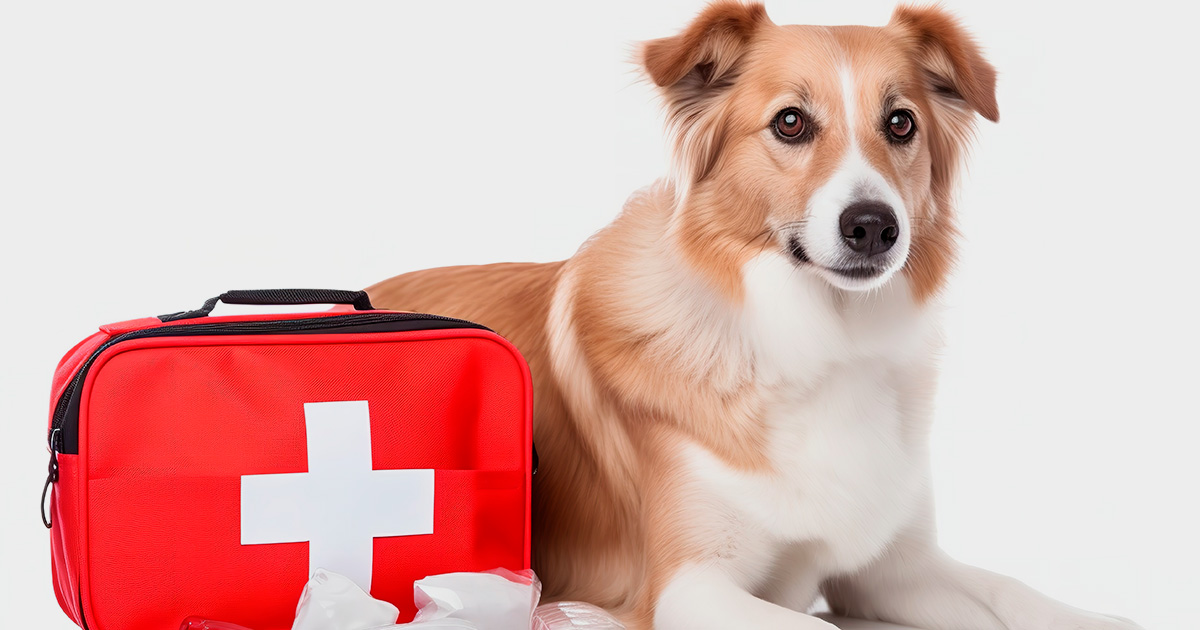 Como montar um kit de primeiros socorros para seu cachorro