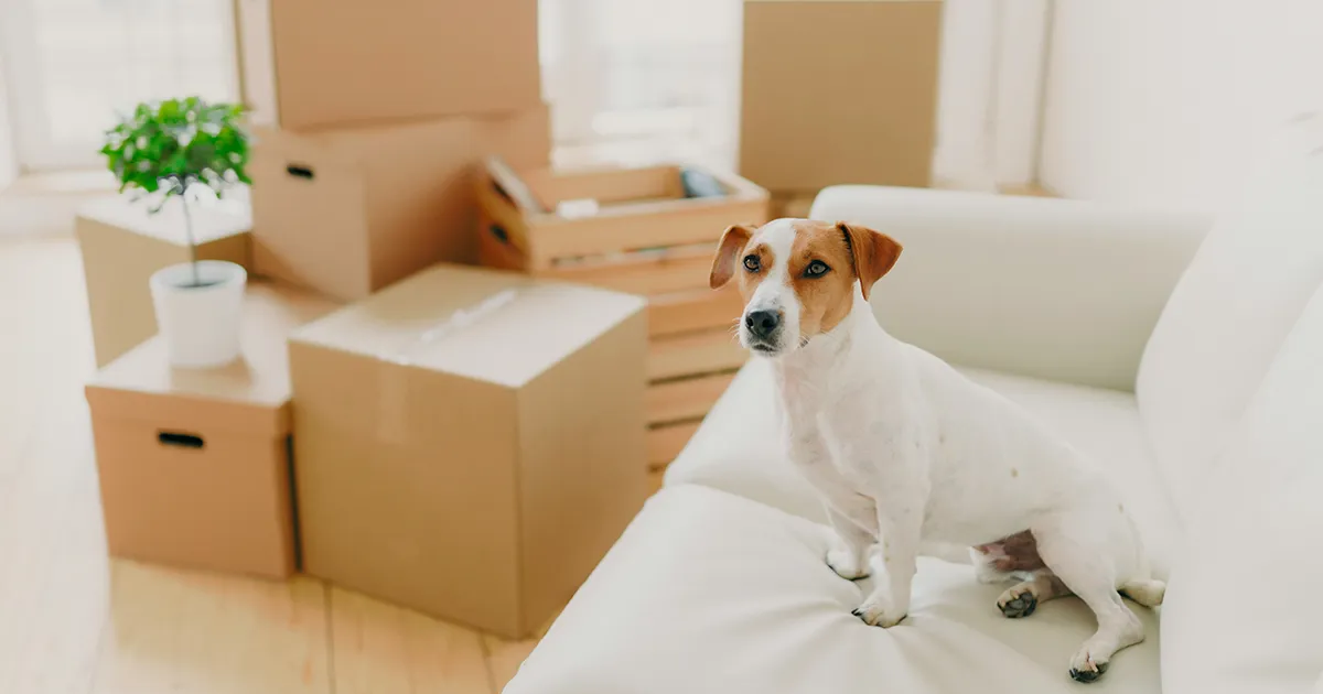 O impacto da mudança de casa no comportamento dos animais de estimação