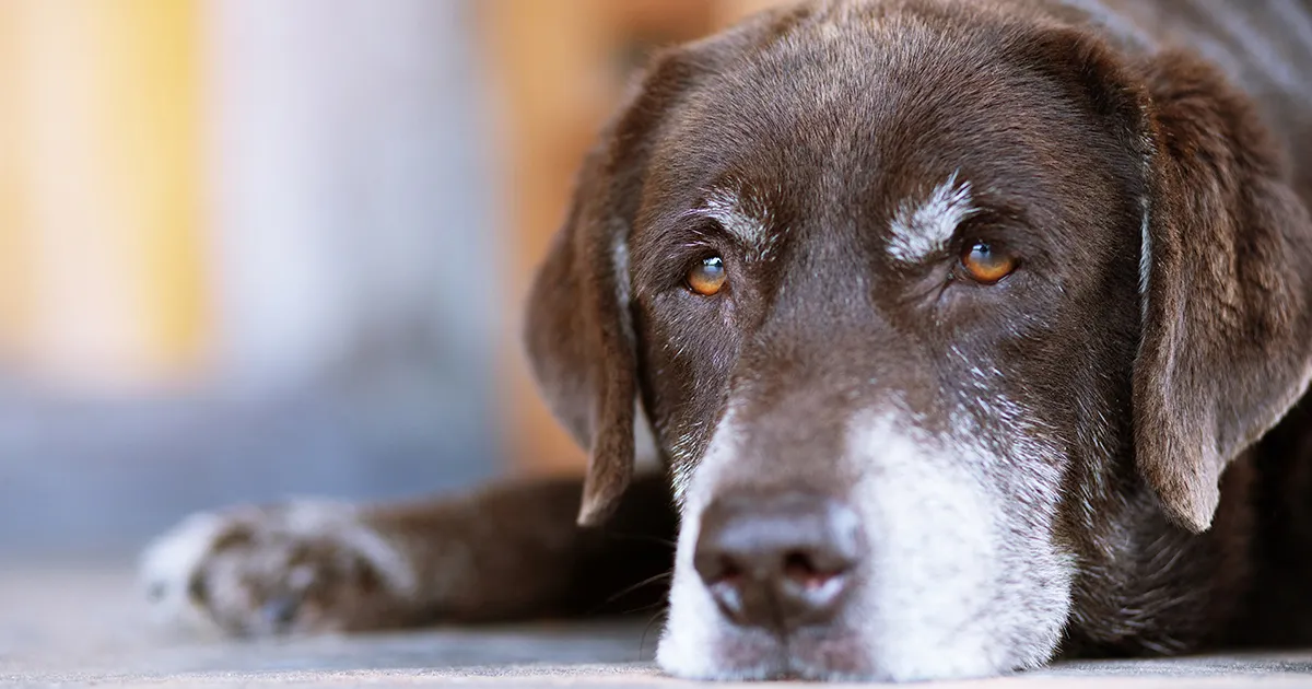 Conselhos práticos para lidar com animais idosos e suas necessidades
