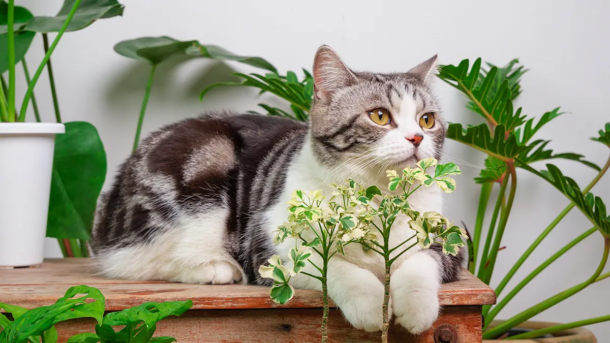 Gatos e plantas juntos, é possível? Aprenda a criar um ambiente seguro para ambos