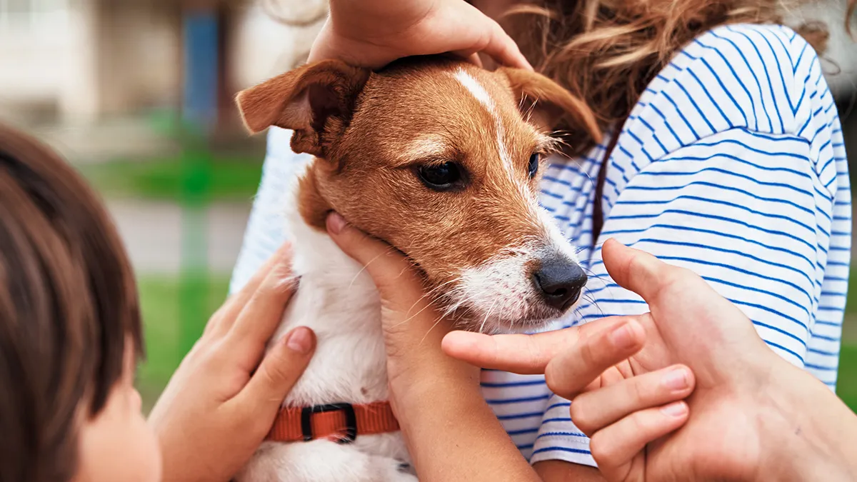 Adoção responsável de pets: Um passo para o  amor incondicional